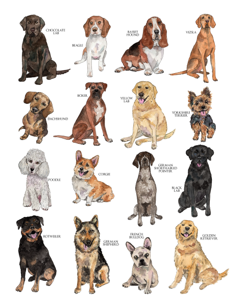 Watercolor of dogs of 16 different breeds