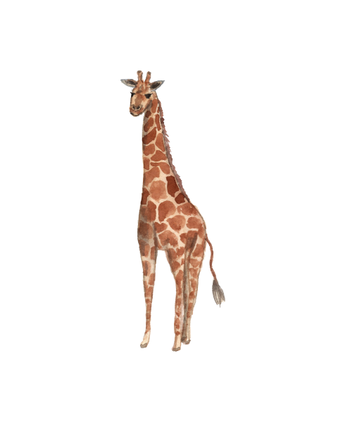 Watercolor of a Giraffe